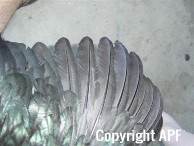 showbirds_007__2_.jpg