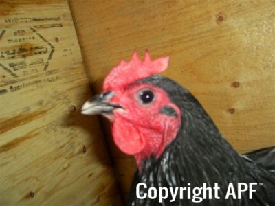 showbirds_008__2_.jpg