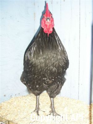 showbirds_010__2_.jpg