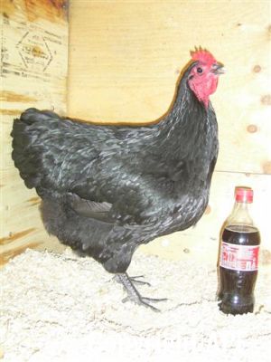 showbirds_012__2_.jpg