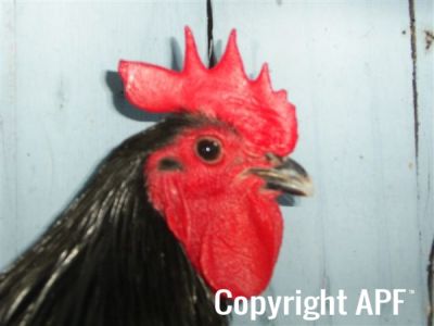 showbirds_013__2_.jpg