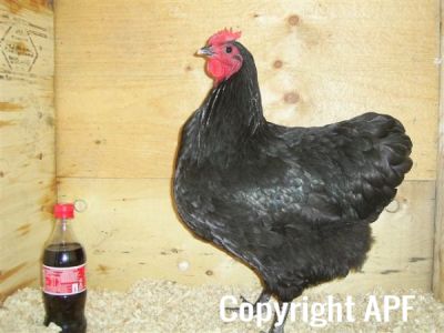 showbirds_018__2_.jpg