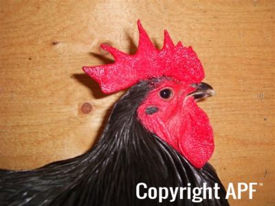 showbirds_021__2_.jpg