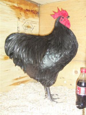 showbirds_028__2_.jpg