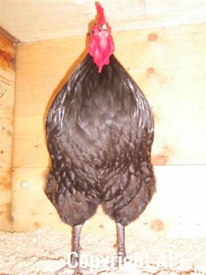 showbirds_030__2_.jpg