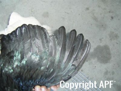 showbirds_031__2_.jpg