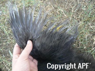 silkie4.jpg