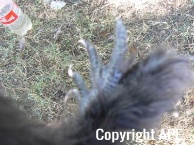 silkie5.jpg