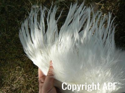 silkie_pullet4.jpg