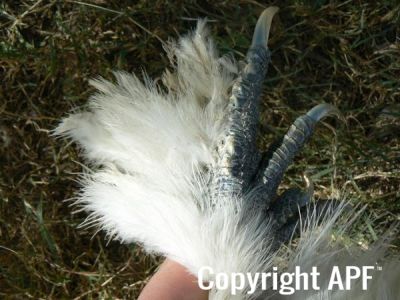 silkie_pullet_extra.jpg