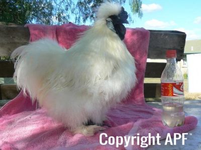silkiecockeral2.jpg