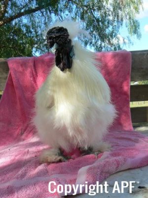 silkiecockeral3.jpg