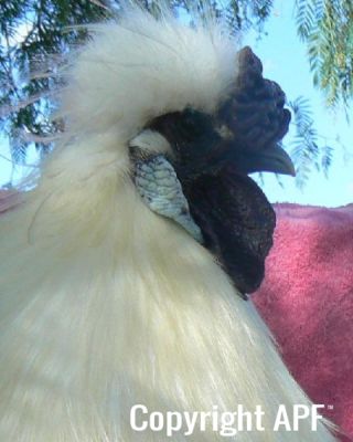 silkiecockeral4.jpg