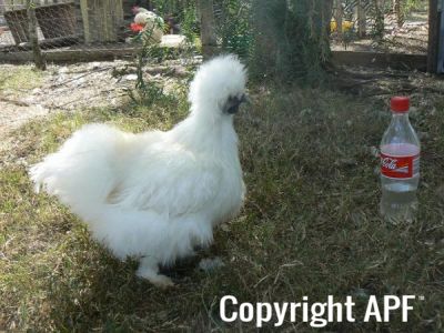 silkiepullet.jpg
