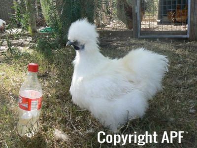 silkiepullet2.jpg