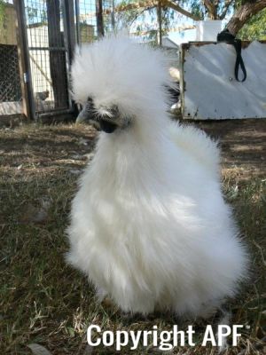 silkiepullet3.jpg