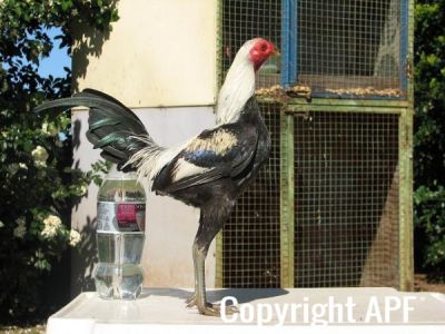 silver_duckwing_modern_ckl_rightside.jpg