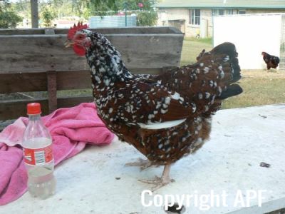 speckedsussexpullet.jpg