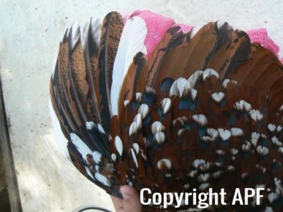 speckled_sussexpullet5.jpg