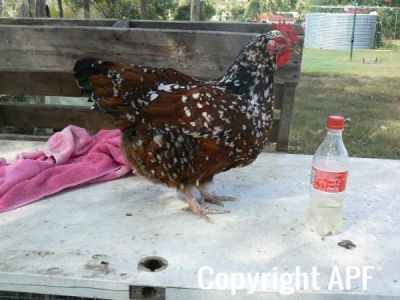 speckledsussexpullet2.jpg