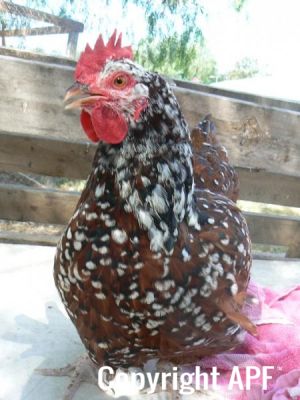 speckledsussexpullet4.jpg