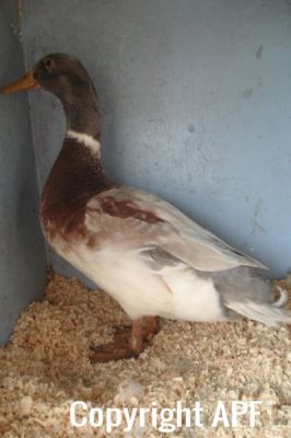 the_spotted_egg___bantam_saxony___young_drake___1.jpg