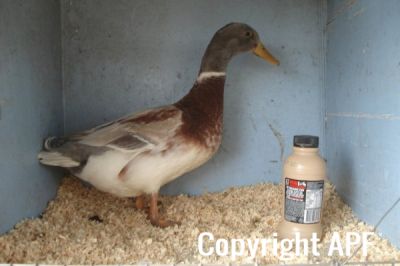 the_spotted_egg___bantam_saxony___young_drake___2.jpg