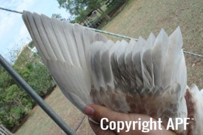 the_spotted_egg___bantam_saxony___young_drake___3.jpg