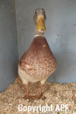 the_spotted_egg___bantam_saxony___young_drake___4.jpg