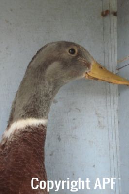 the_spotted_egg___bantam_saxony___young_drake___5.jpg