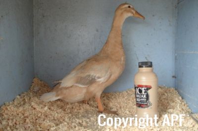 the_spotted_egg___bantam_saxony___young_duck___1.jpg