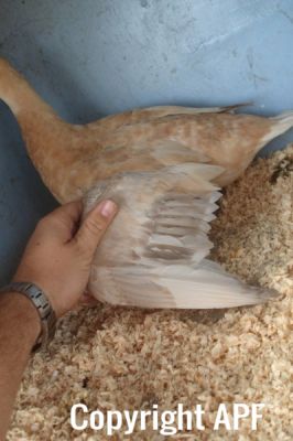 the_spotted_egg___bantam_saxony___young_duck___3.jpg