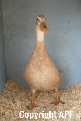 the_spotted_egg___bantam_saxony___young_duck___4.jpg