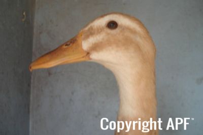 the_spotted_egg___bantam_saxony___young_duck___5.jpg