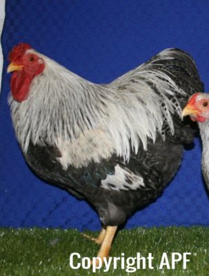 the_spotted_egg___bantam_wyandotte___cock___silver_crele___1.jpg