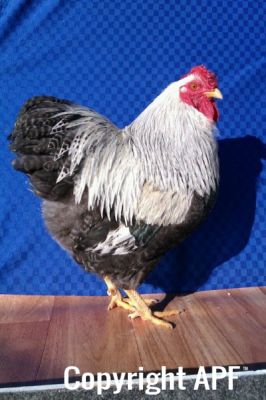 the_spotted_egg___bantam_wyandotte___cock___silver_crele___2.jpg