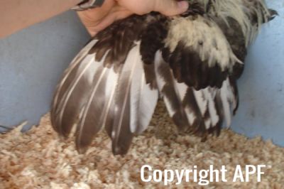the_spotted_egg___bantam_wyandotte___cock___silver_crele___3.jpg