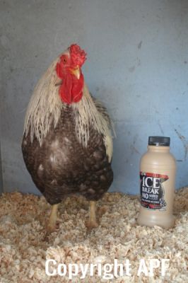the_spotted_egg___bantam_wyandotte___cock___silver_crele___4.jpg