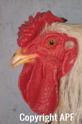 the_spotted_egg___bantam_wyandotte___cock___silver_crele___5.jpg