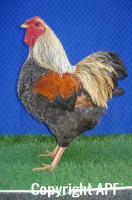 the_spotted_egg___bantam_wyandotte___cockerel___golden_crele___1.jpg