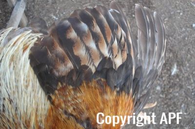 the_spotted_egg___bantam_wyandotte___cockerel___golden_crele___3.jpg