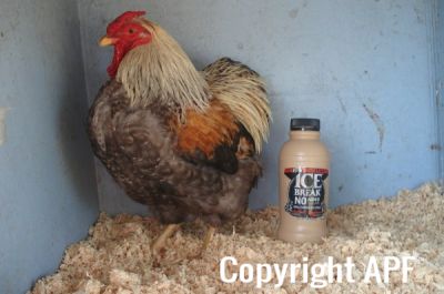the_spotted_egg___bantam_wyandotte___cockerel___golden_crele___4.jpg