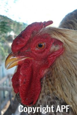 the_spotted_egg___bantam_wyandotte___cockerel___golden_crele___5.jpg