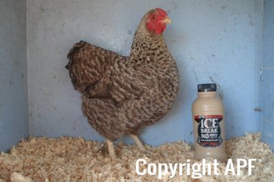 the_spotted_egg___bantam_wyandotte___hen___golden_crele___2.jpg