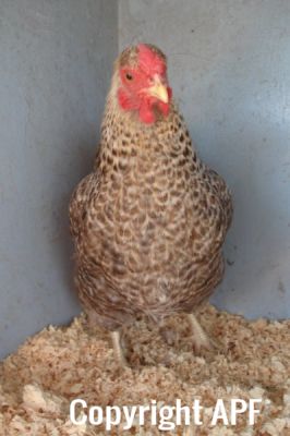 the_spotted_egg___bantam_wyandotte___hen___golden_crele___4.jpg