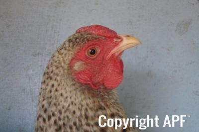 the_spotted_egg___bantam_wyandotte___hen___golden_crele___5.jpg