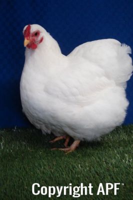 the_spotted_egg___bantam_wyandotte___hen___white___1.jpg