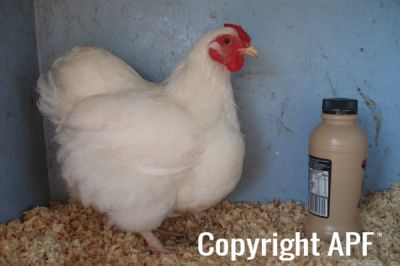 the_spotted_egg___bantam_wyandotte___hen___white___2.jpg