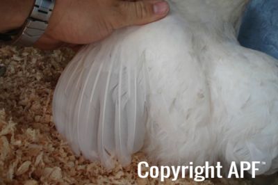 the_spotted_egg___bantam_wyandotte___hen___white___3.jpg