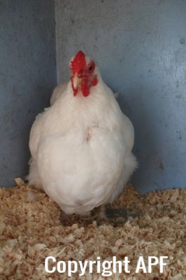the_spotted_egg___bantam_wyandotte___hen___white___4.jpg